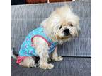 EVANGELINE Shih Tzu Senior Female