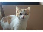 Milton Domestic Shorthair Kitten Male