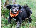 CECILY IS PERFECT Shih Tzu Adult Female