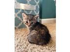 (cs) Oakley Domestic Shorthair Kitten Male