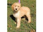 PUPPY GOLDEN LACIE Golden Retriever Puppy Female