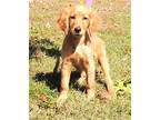 PUPPY GOLDEN LITTLE LEVI Golden Retriever Puppy Male