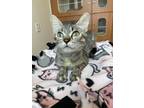 Agnes Domestic Shorthair Young Female