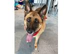 Lava German Shepherd Dog Senior Female