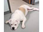 Zeus American Bulldog Young Male