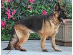 Sabrina von Salzberg German Shepherd Dog Young Female