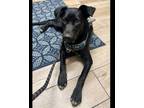 Adopt Archie a Mixed Breed