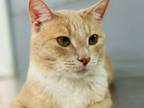 Adopt Morris a Domestic Short Hair