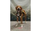 Adopt Luther a Foxhound, Treeing Walker Coonhound