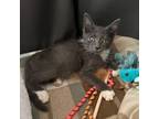 Adopt Greyson a Domestic Short Hair