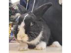 Adopt Crest a Mini Lop