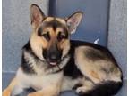 Adopt Major a German Shepherd Dog