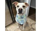 Adopt Brucey a Pit Bull Terrier