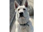Adopt Osito a German Shepherd Dog, Jindo