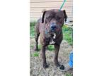 Adopt Titan a Mastiff