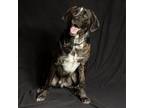 Adopt Goober a Labrador Retriever, Catahoula Leopard Dog