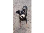 Adopt Maurice a Manchester Terrier