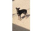 Adopt Marshall a Manchester Terrier