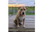 Adopt Sam a Pit Bull Terrier, Labrador Retriever