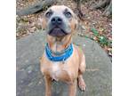 Adopt RickyBobby a Mixed Breed