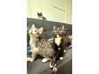 Adopt Sassy sibling kitties!! a American Shorthair