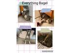 Adopt Everything Bagel a Domestic Short Hair