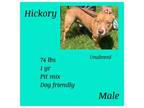 Adopt Hickory a Pit Bull Terrier