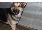 Adopt Ace a German Shepherd Dog