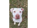 Adopt Andre a Staffordshire Bull Terrier