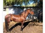 Pure Spanish Andalusian Stallion
