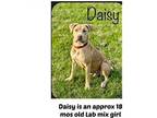 Adopt DAISY a Labrador Retriever