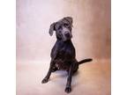 Adopt Pen 153c Emmy a Labrador Retriever