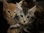 Open Reservation For European Main Coon Kittens