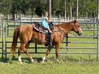 Gentle quarter horse gelding