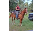 Gentle 8 yr old gelding quarter horse