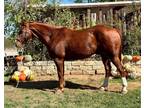 Big Stout Ranch Horse