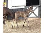 Disposition is most important and this weanling filly has it!