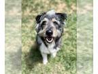 Bearded Collie Mix DOG FOR ADOPTION RGADN-1090003 - Hans - Bearded Collie /