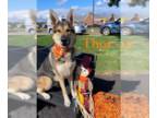 Alaskan Malamute-German Shepherd Dog Mix DOG FOR ADOPTION RGADN-1143766 - Thor -