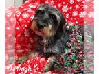 Dachshund Mix DOG FOR ADOPTION RGADN-1143770 - Shaggy - Dachshund / Mixed (long