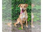 Labrador Retriever DOG FOR ADOPTION RGADN-1143793 - Bailey (5680) - Labrador