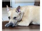 German Shepherd Dog Mix DOG FOR ADOPTION RGADN-1143801 - River - Terrier /
