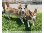 Pembroke Welsh Corgi Mix DOG FOR ADOPTION RGADN-1143805 - Digby & Edith - Corgi
