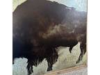 Rustic Painting On Tin Buffalo Bison 43” X 33” Barn Wood Frame