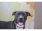 Billy American Pit Bull Terrier Adult Male