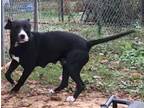 Anna American Staffordshire Terrier Young Female