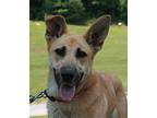 Skye German Shepherd Dog Adult Female