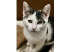 Pierogi - In Foster Domestic Shorthair Kitten Male