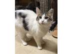 Fuller Domestic Mediumhair Kitten Male