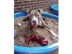 Hugo American Staffordshire Terrier Adult Male